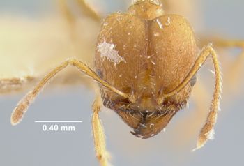 Media type: image;   Entomology 23260 Aspect: head frontal view
